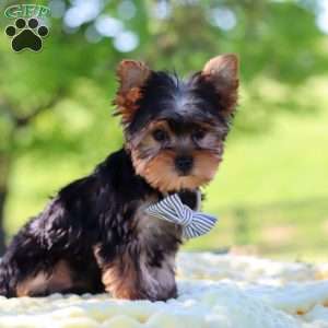 Bolt, Yorkie Puppy